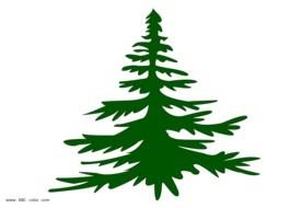 Fir green Tree drawing