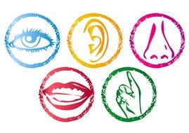 five senses as a picture for clipart