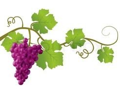 Grape Illustration N3