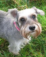 Miniature Schnauzer, grey dog on lawn looking up