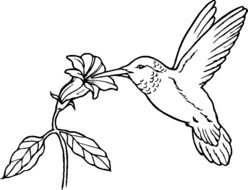 Hummingbird Birds Coloring Pages drawing