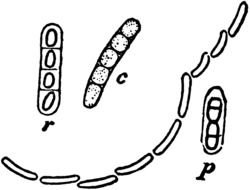 Bacillus Megaterium drawing