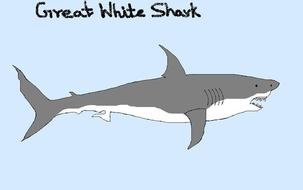 Great White Shark banner Drawing