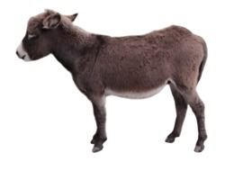 Baby Farm Animal Clip Art drawing