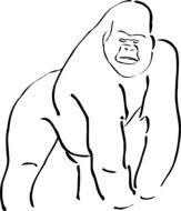 Gorilla Clip Art N11