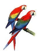 clipart of the Parrots