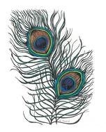 two Peacock Feather Drawing