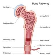 Long Bone Structure