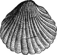 seashell, black and white drawing