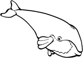 Whale as a graphic image