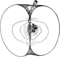 drawn black and white half apple