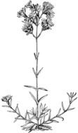 plant as a sketch