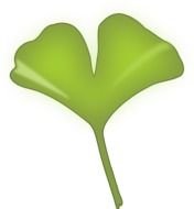 Ginkgo Biloba Leaf N2