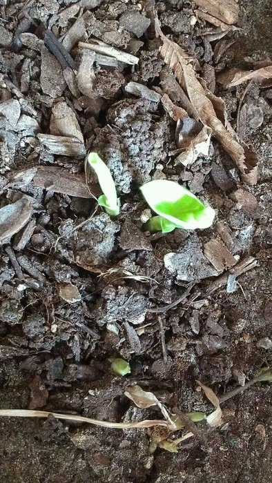 Picture of green plant in a dirt