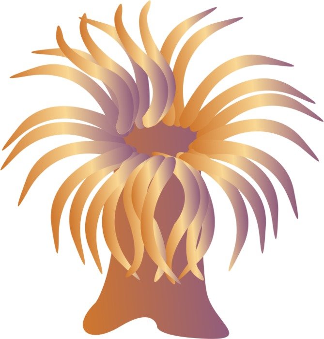 Sea Anemone Clip Art N6