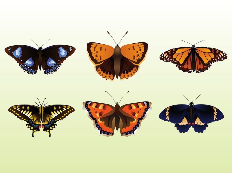 Pretty Butterflies drawing