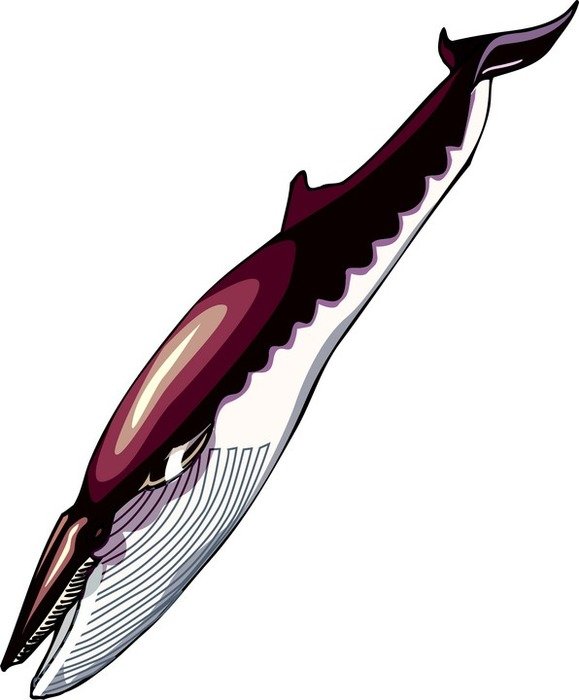 Whale Clipart