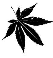 Japanese Maple Leaf N4