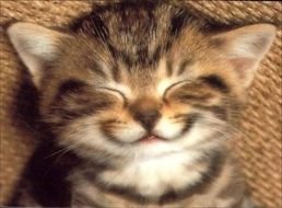 Portrait of Happy Cat