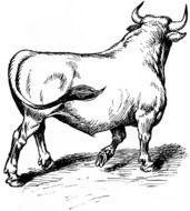 big bull as a graphic image