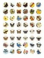 Vintage Butterfly Clip Art N5