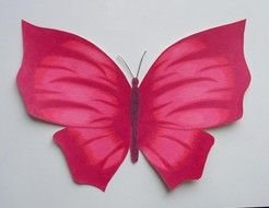 pink butterfly on a white background