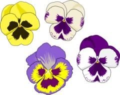 Colorful Pansy Flowers clipart