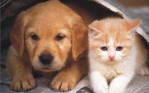 Cute Cats And Dogs
