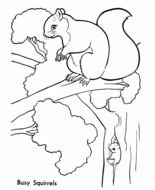 Squirrel Coloring Pages drawing
