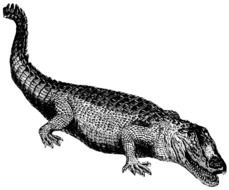 drawing of the Crocodile