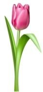 Pink Tulips Clipart Tulip Transparent Png