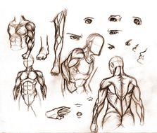 Human Male Anatomy For Artists drawing