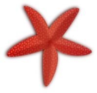 Starfish Clip Art N63