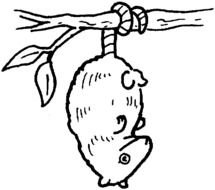 Australian Animals Coloring Pages N2
