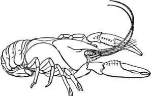 Crawfish Clip Art drawing