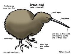 Brown Kiwi Bird