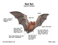 Bat Diagram N2