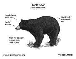 What Do Black Bears drawing