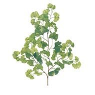 Ginkgo Tree Branch