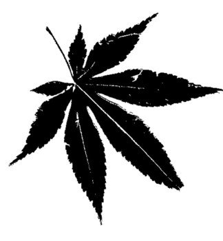 Japanese Maple Leaf N4