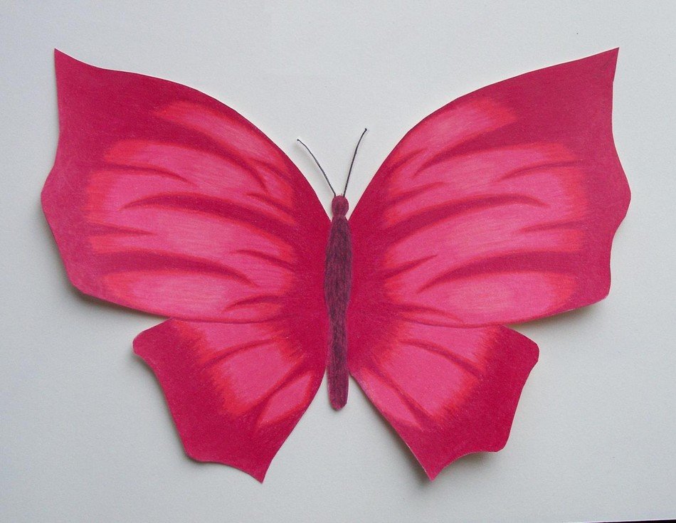 pink butterfly on a white background