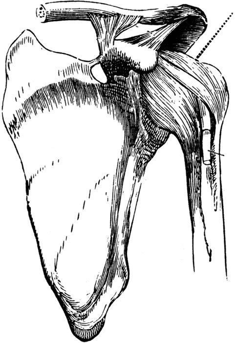 Shoulder Joint Ligaments drawing