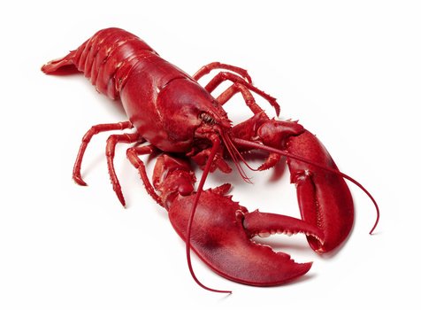 Lobster Clip Art N67