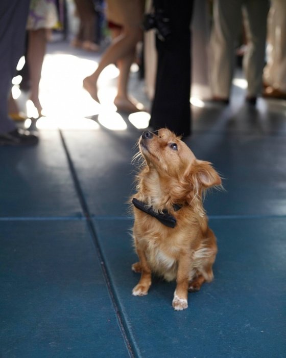Wedding Bow Ties For Dogs