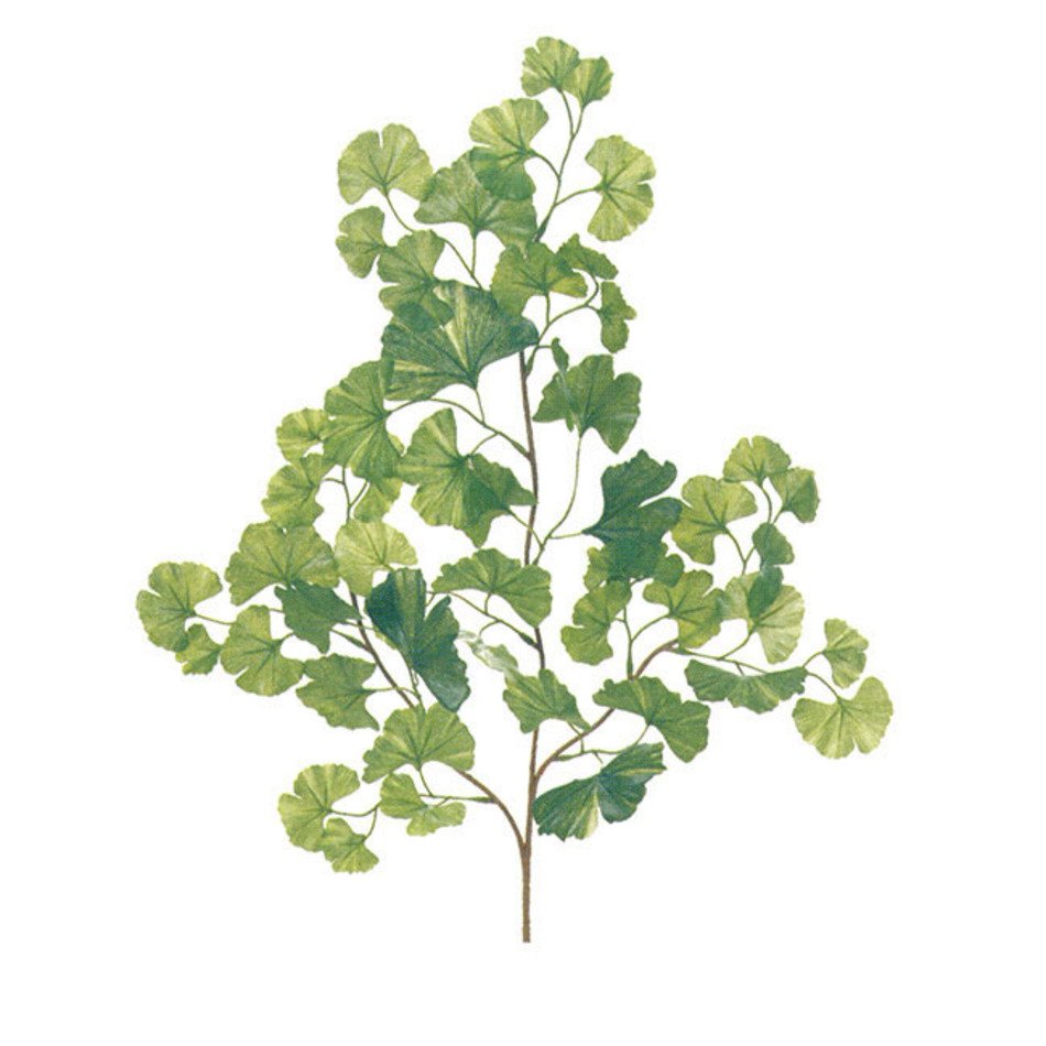 Ginkgo Tree Branch