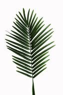 painted dark green palm leaf