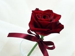 burgundy rose with bow