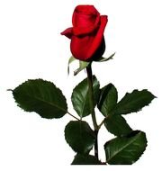 beautiful lonely red rose on a white background