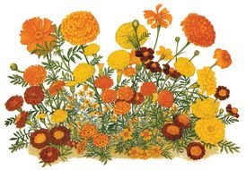 Drawing of the Marigold Flowers