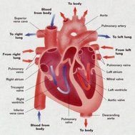 Human Heart Diagram N16